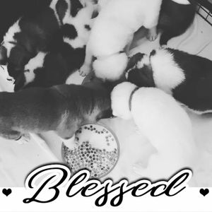 Meet your Posher, Angel